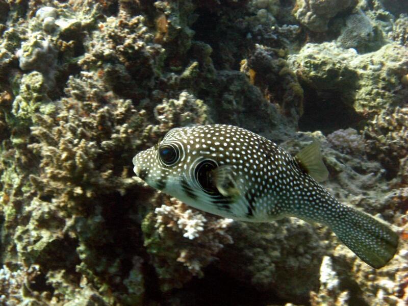 Pufferfish